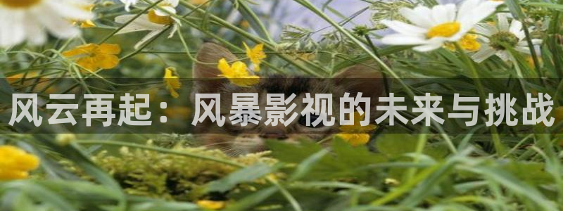 《四库影视》电视剧在线观看-好看影院：风云再起：风暴影视的未来与挑战